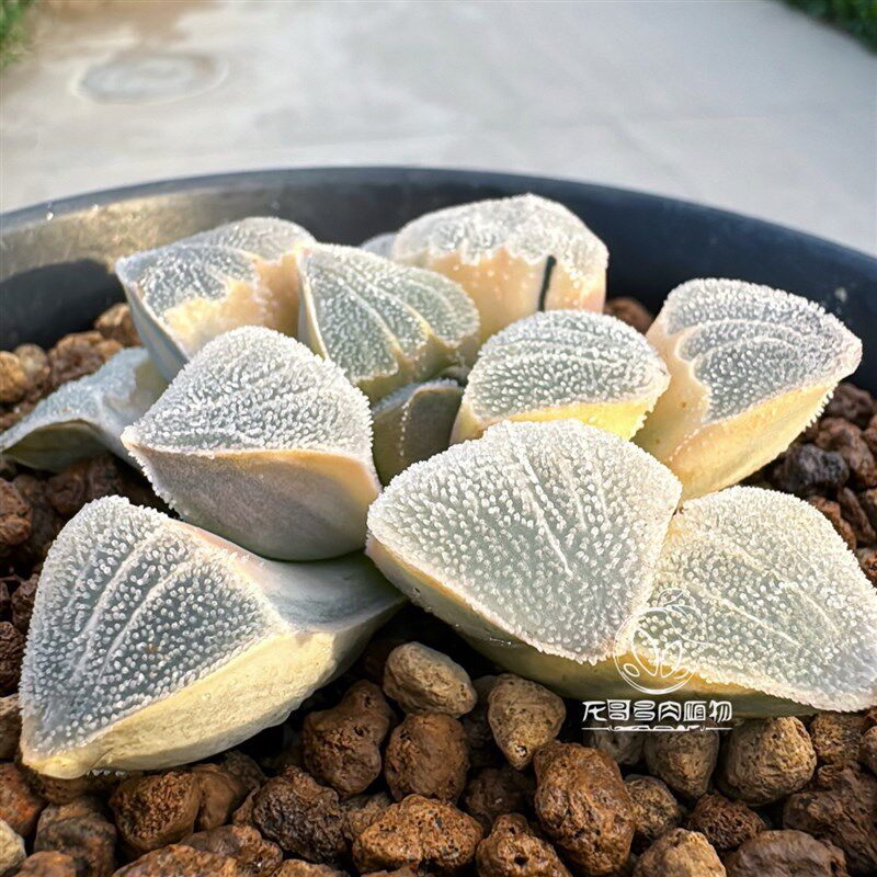 大久保丸叶磨面寿锦 玉露十二卷 多肉植物 一物一拍 带盆包邮