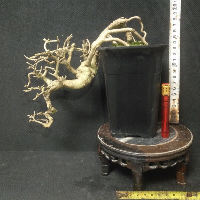 13年老店微型小树桩造型盆景附抱石对节白蜡矮霸悬崖拇指一物一拍