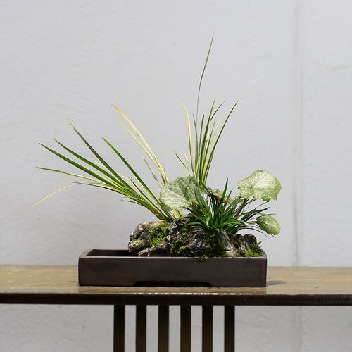 附石菖蒲小盆栽吸水石办公室工位绿植苔藓微景观山水盆景水培植物