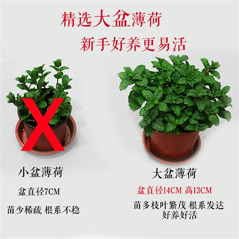 薄荷盆栽 食用香草 提神醒脑 驱蚊杀菌叶可泡茶 办公桌面小盆栽图片