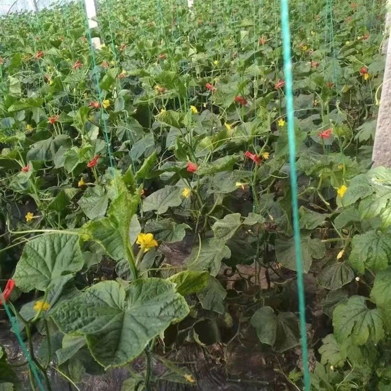塑料绳大棚吊秧绳蔬菜辣椒黄瓜番茄西红柿吊蔓绳吊绳塑料绳子农用