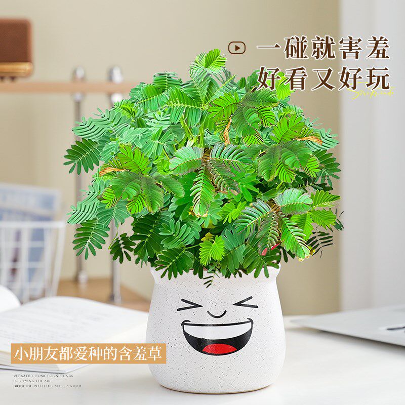含羞草盆栽室内客厅办公桌面上害羞草趣味可爱小绿植四季好养花卉