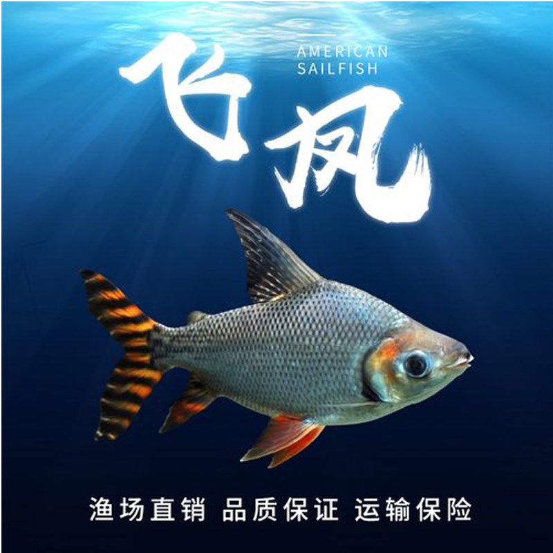 飞凤鱼观赏鱼直纹大型全直纹飞凤鱼观赏鱼11纹13纹