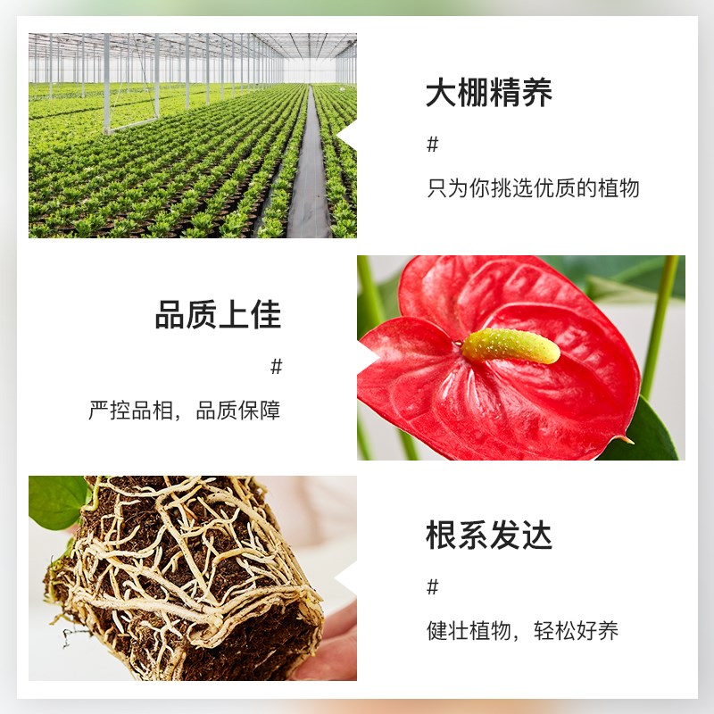 鸭脚木盆栽植物室内金钱树花卉盆景客厅办公室桌面小绿植四季常青