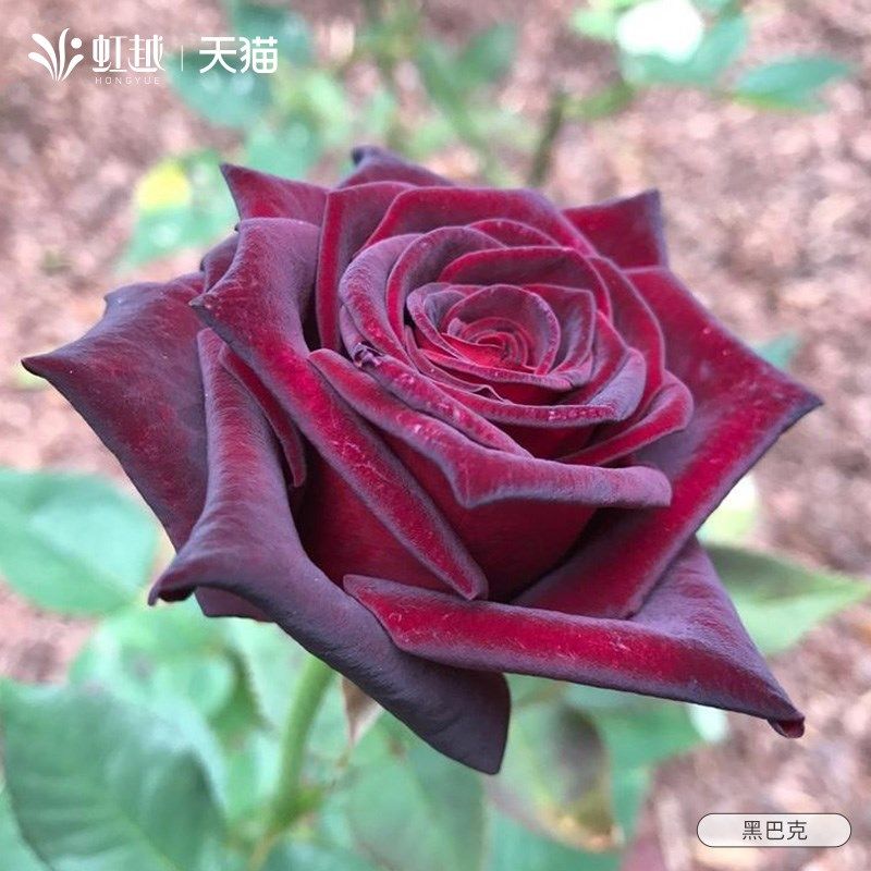 黑巴克月季玫瑰花苗小苗大苗切花月季灌木大花盆栽苗阳台庭院月季