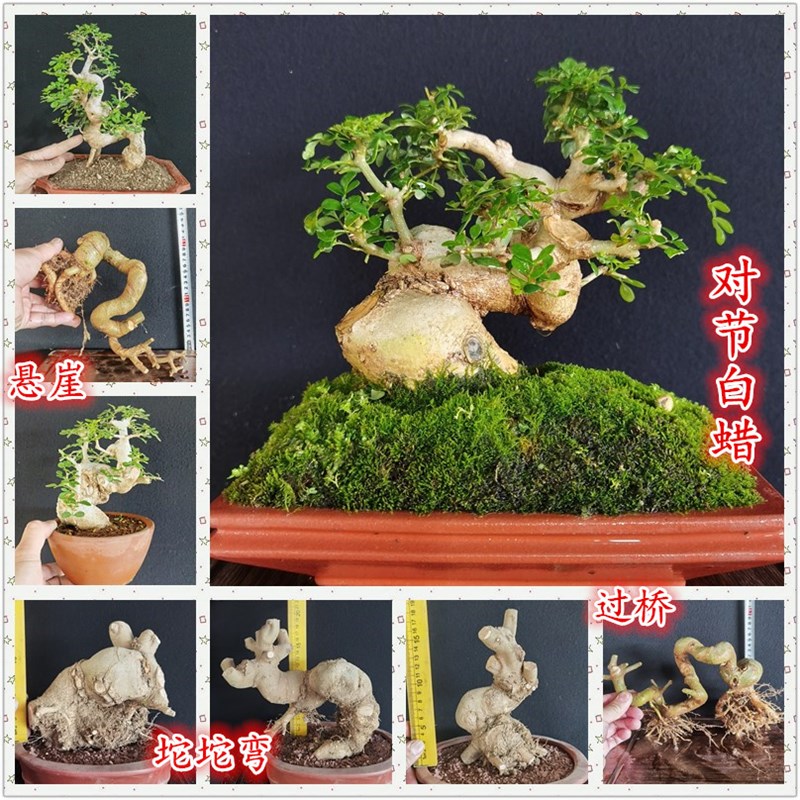 京山对节白蜡矮霸盆景坨坨弯过桥丛林疙瘩临水悬崖耐寒绿植盆栽