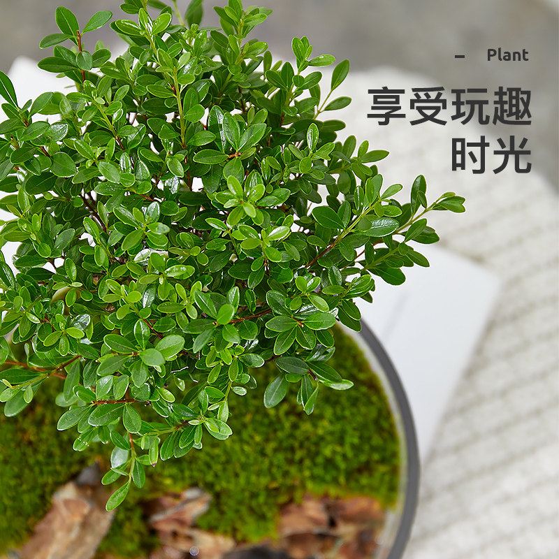 玄山桌面苔藓微景观造景植物生态瓶绿植盆栽玻璃室内盆景创意摆件