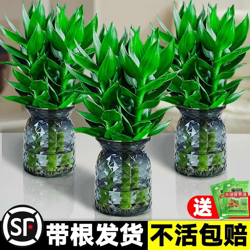 观音竹富贵竹水培植物带根客厅招财竹子室内花卉绿植盆栽鱼缸好养