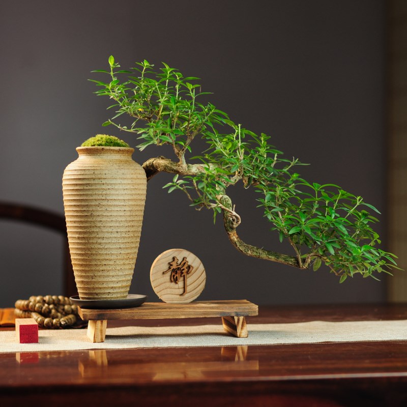 六月雪盆景室内悬崖植物造型摆件中式禅茶室阳台玄关绿植四季常绿