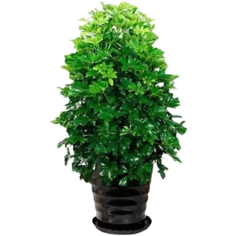 八方来财盆栽绿植大棵大型绿植八方来财前台招财树七叶莲鸭脚盆栽