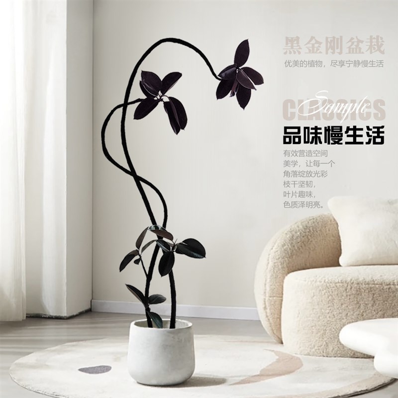 黑金刚橡皮树大盆栽客厅大绿植网红造型老桩好养办公室内大型植物