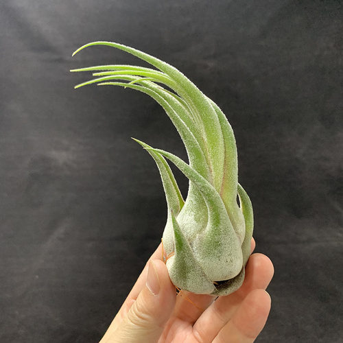 空气凤梨植物 犀牛角 一物一拍  形态超美  实物如图 少量现货