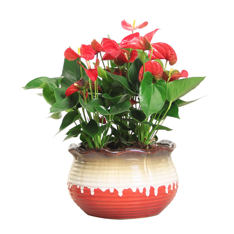 红掌大盆栽 红色花卉年宵 开红花绿植 前台居家桌面植物苏州配送
