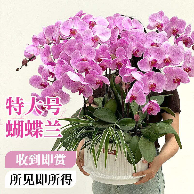 特大号蝴蝶兰盆栽带花客厅带花苞年宵花卉大花型10支8株花苗双剑