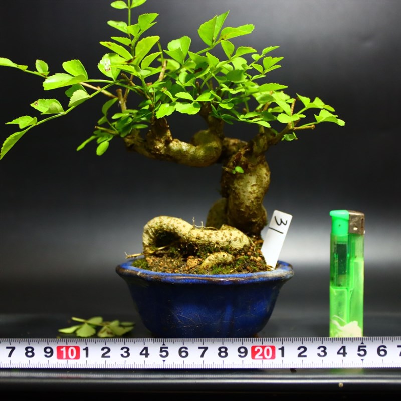 对节白蜡小品矮霸桩 小微盆景素材原生小桩一物一拍小精品白腊桩