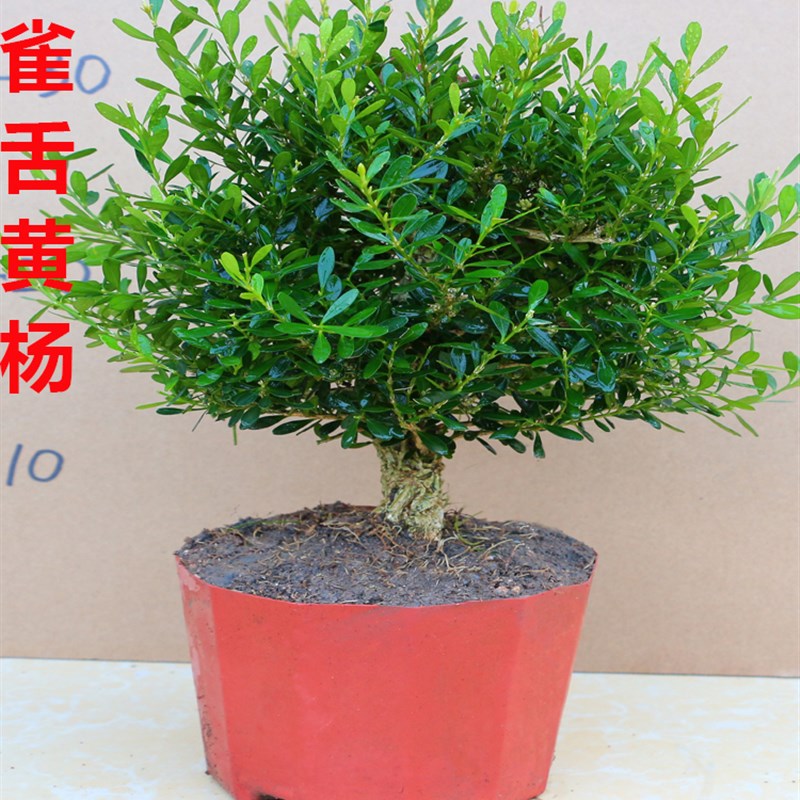 名贵雀舌黄杨盆景树桩皱皮小叶黄杨树苗盆栽室内客厅绿植四季常青