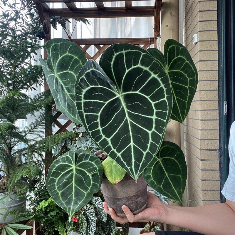 克莱恩花烛水晶盆栽热带丽晶心形大叶片好养室内观叶植物客厅阳台