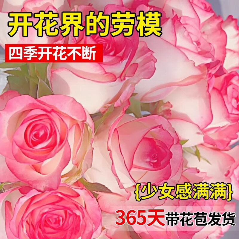 艾莎玫瑰花苗带花苞月季盆栽四季开花特大花苗浓香花卉云南直发