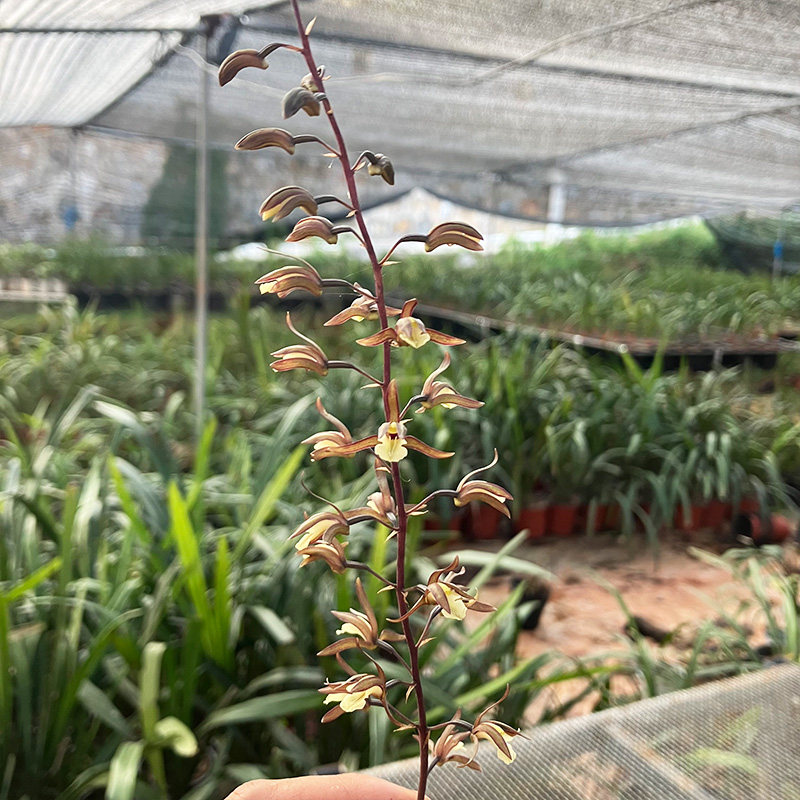 匠人花圃阔叶带唇兰花盆栽紫花杓唇香好养本土国兰一叶卡特石斛奇图片