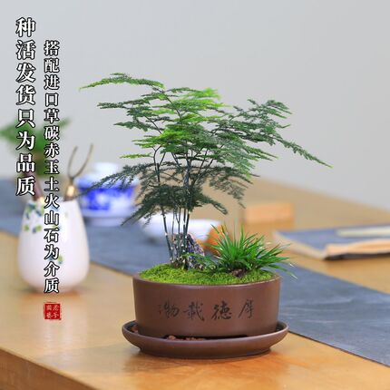 文竹盆栽室内盆景植物客厅桌面办公室绿植好养水培植物花茶室摆件