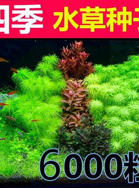 水草养虾养鱼淡水植物莫斯大小对叶鱼缸专用真草造景种籽子种孑