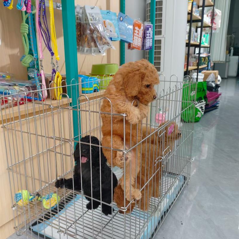 嘉盈 不锈钢笼跑笼展示笼繁殖笼围栏直播笼狗笼猫笼折叠宠物用品