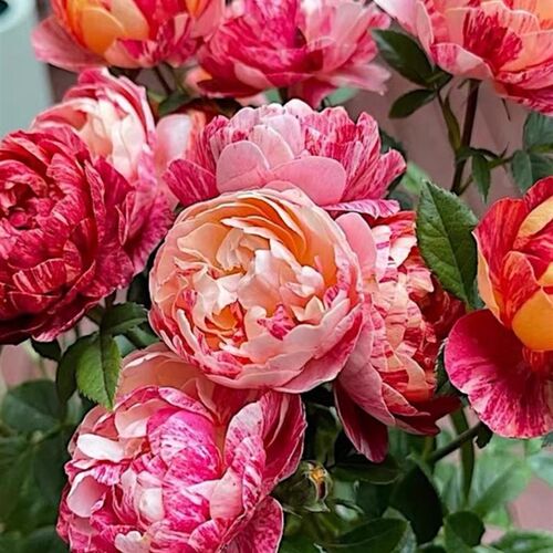 果汁飞溅月季棒棒糖花苗耐热耐开勤花量大多季阳台庭院盆栽花卉