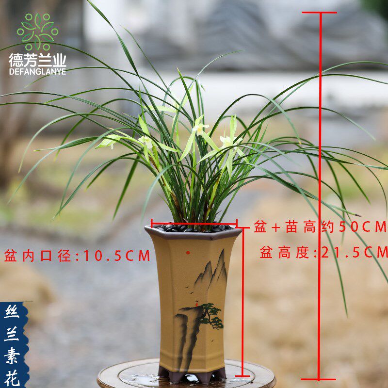 兰花名贵春兰丝兰素花带花苞室内阳台好养浓香型花卉绿植盆景盆栽