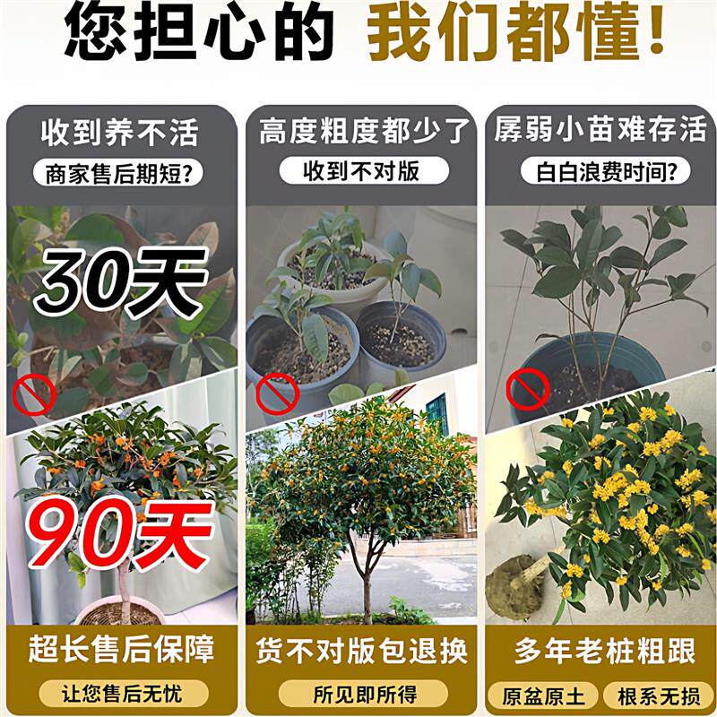 原生桂花树苗大树北方耐寒植物庭院地栽浓香型金桂丹桂四季桂盆栽