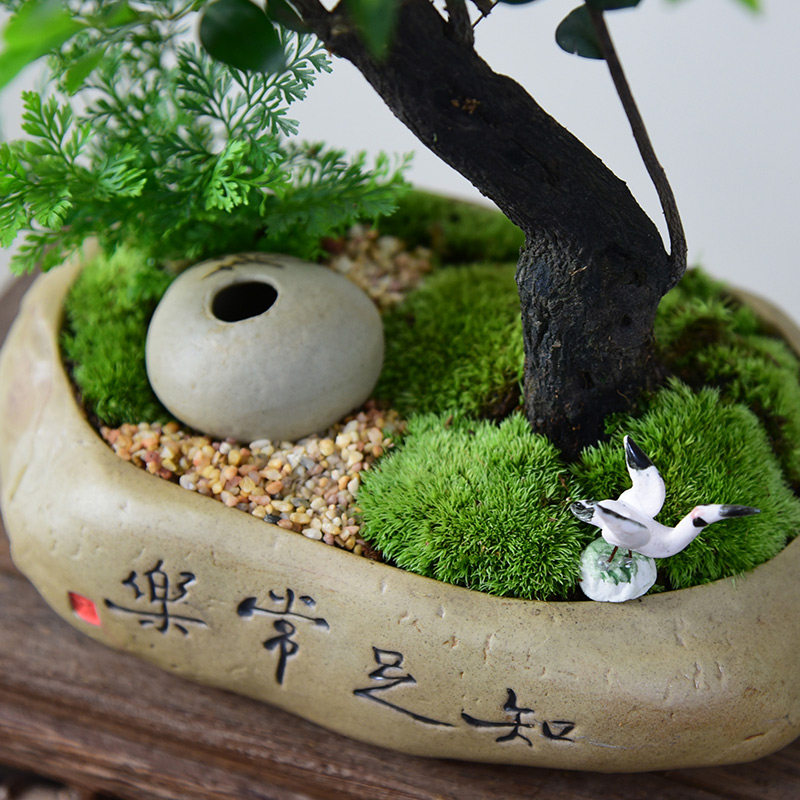 紫檀盆栽客厅桌面绿植黑骨茶室内书房好养小盆景装饰摆件阳台植物