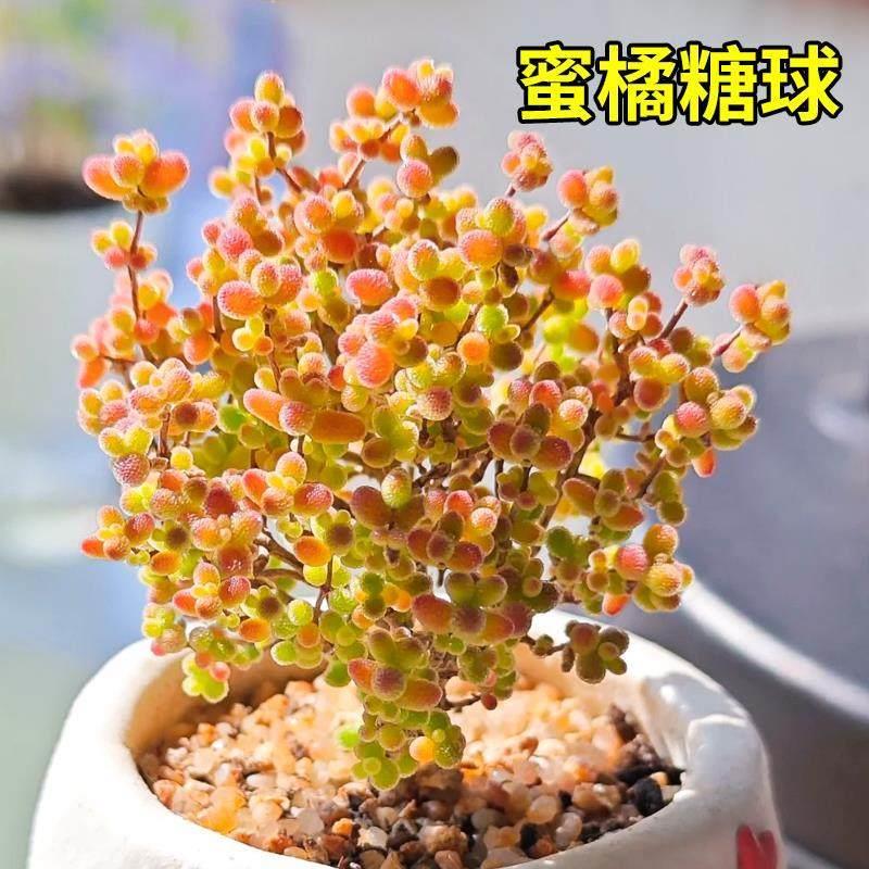 糖球枝干番杏多肉植物花卉高端小盆栽稀有品种名贵精品绿植好养活