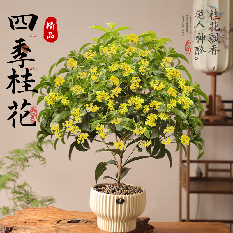 四季桂花盆栽树苗浓香型新中式盆景矮桩绿植桌面公室内盆栽植物