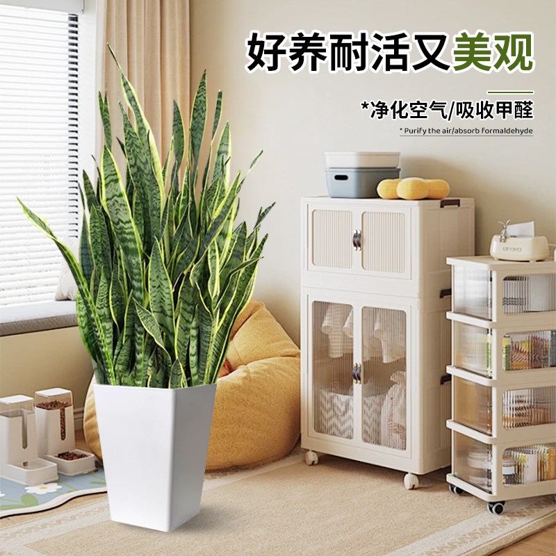 金边虎皮兰绿植客厅大盆栽新房吸甲醛室内大型植物办公室花卉虎尾
