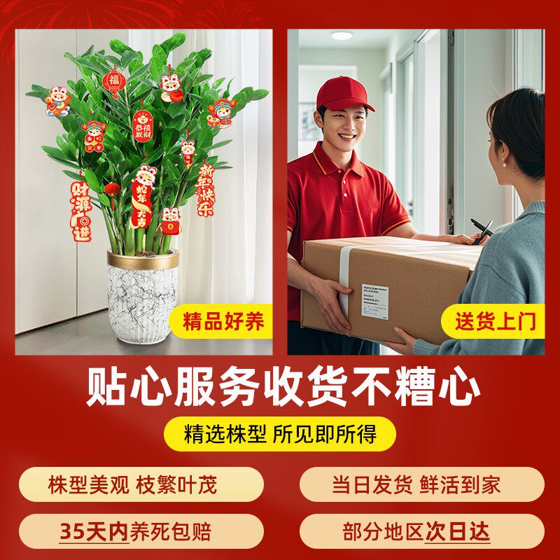 金钱树客厅大花盆摆件室内金钱树盆栽大型好养绿植乔迁摇钱串真树
