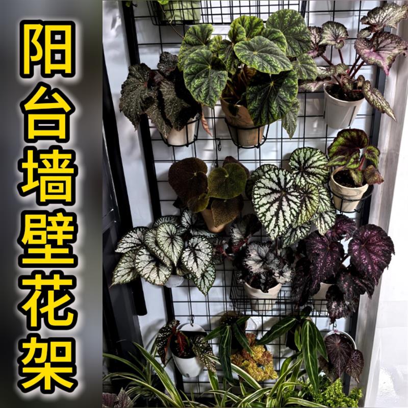 蝴蝶兰专用花架壁挂式悬挂网格上墙花盆托架种植板铁艺室内展示架