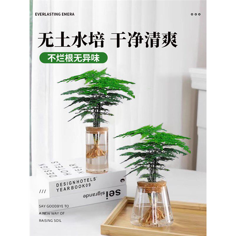 文竹水培植物绿植办公室内桌面水养绿萝花卉客厅盆栽四季水生好养