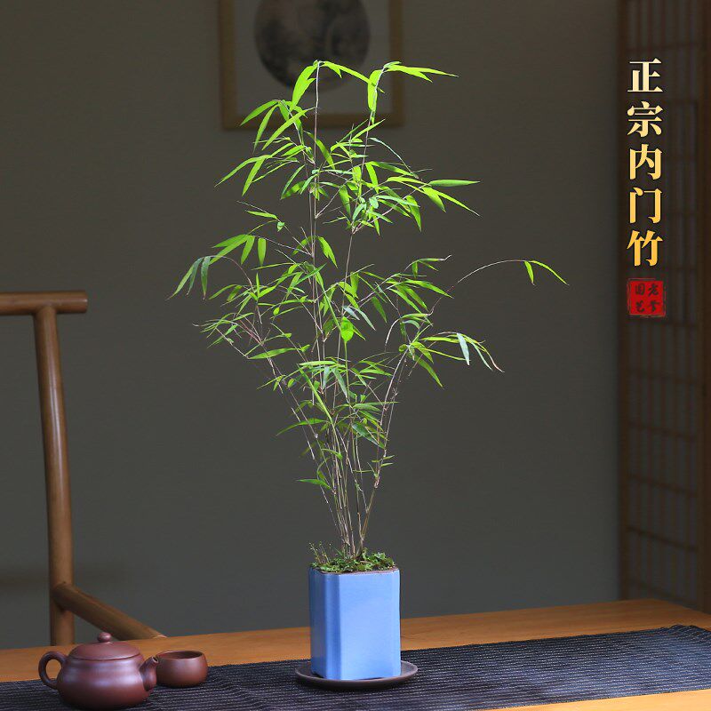 正宗台湾内门竹盆栽竹子苗庭院观叶绿植室内阳台桌面绿植盆景好养
