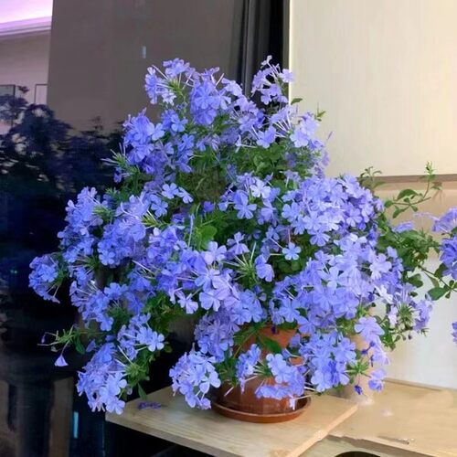 蓝雪花苗盆栽大苗带花好养活阳台四季开花爬藤植物耐寒花卉兰雪花