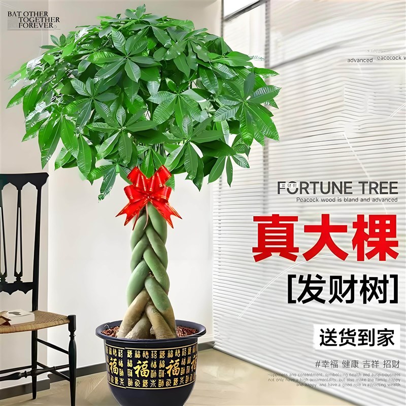 发财树盆栽室内大型绿植物招财树大棵摆件客厅办公室乔迁开业盆景