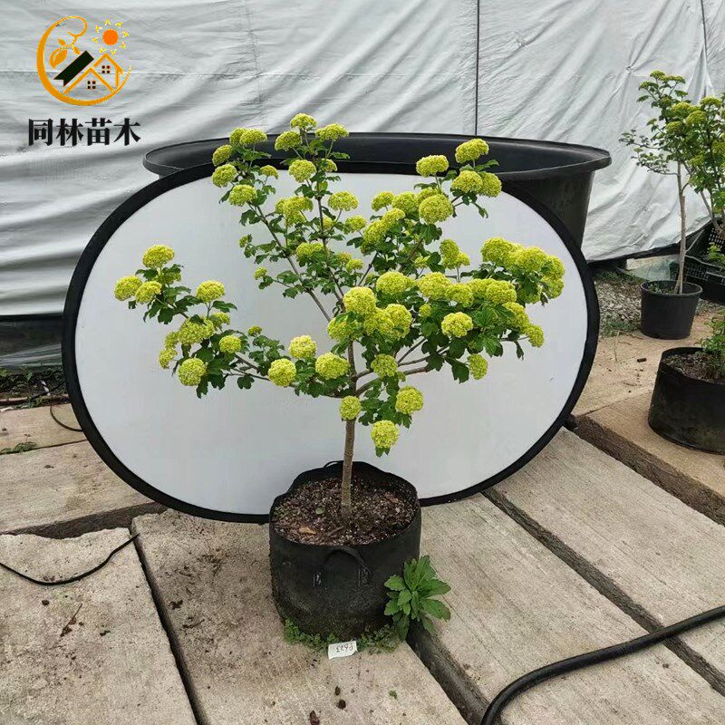 欧洲木绣球树苗玫瑰花树苗庭院花卉盆栽植物耐寒树苗木本绣球大苗图片
