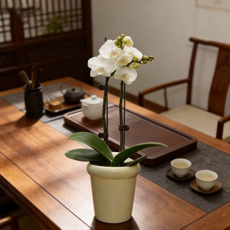 年宵花卉蝴蝶兰带花室内带花带花苞特大号高级感盆栽鲜花兰花洋兰