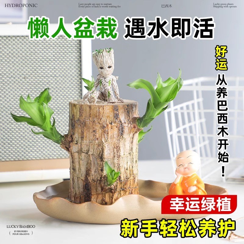 巴西木水养幸运木开花绿植室内盆栽水培植物格鲁特小树人四季带芽