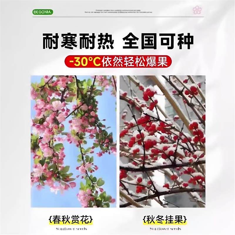 西府海棠树苗庭院地栽高杆垂丝海棠花四季开花耐寒植物南北方种植