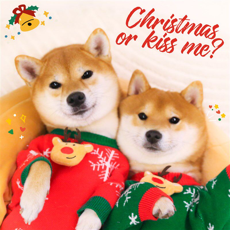 柴犬圣诞新年衣服可爱毛衣加厚秋冬保暖针织衫狗狗拜年喜庆过年