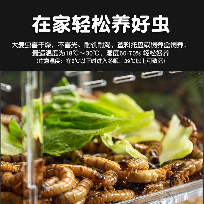 鲜活大麦虫超级大麦虫大麦虫鱼食大麦虫麦麸乌龟鬃狮鼠鸟鸡粮饲料