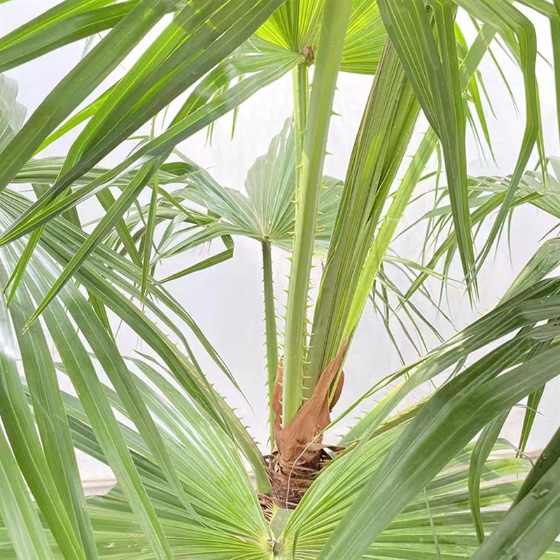 蒲葵观叶大叶落地绿植盆栽室内外阳台四季常绿净化空气网红植物