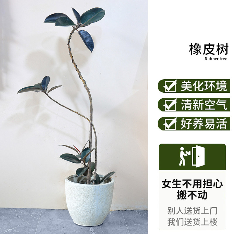 造型橡皮树黑金刚室内大型植物盆栽办公室内客厅四季绿植净化空气