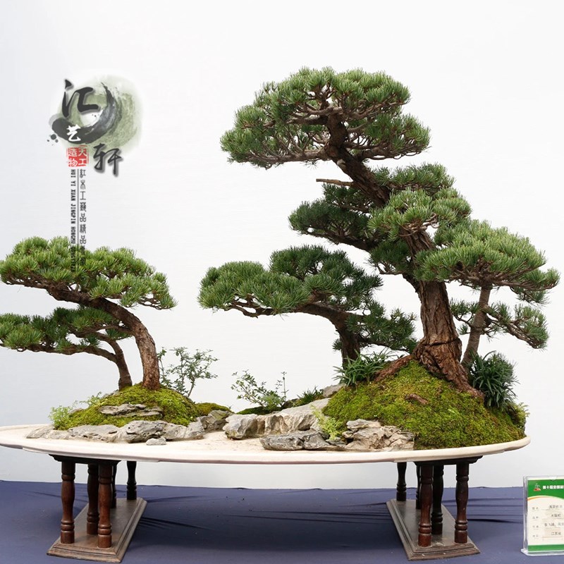 非洲黑檀实木水旱汉白玉山水盆景摆件架中国风盆景大会展示木托架