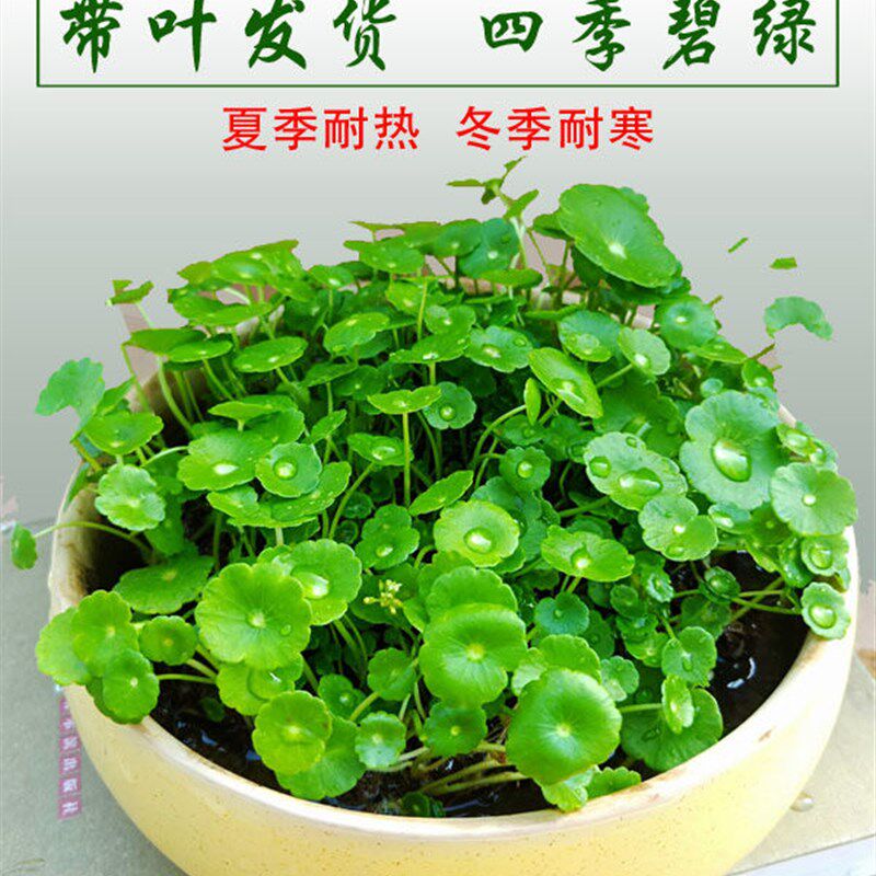 铜钱草水培盆栽室内室外花卉招财金钱草绿植吸甲醛绿植大叶子植物