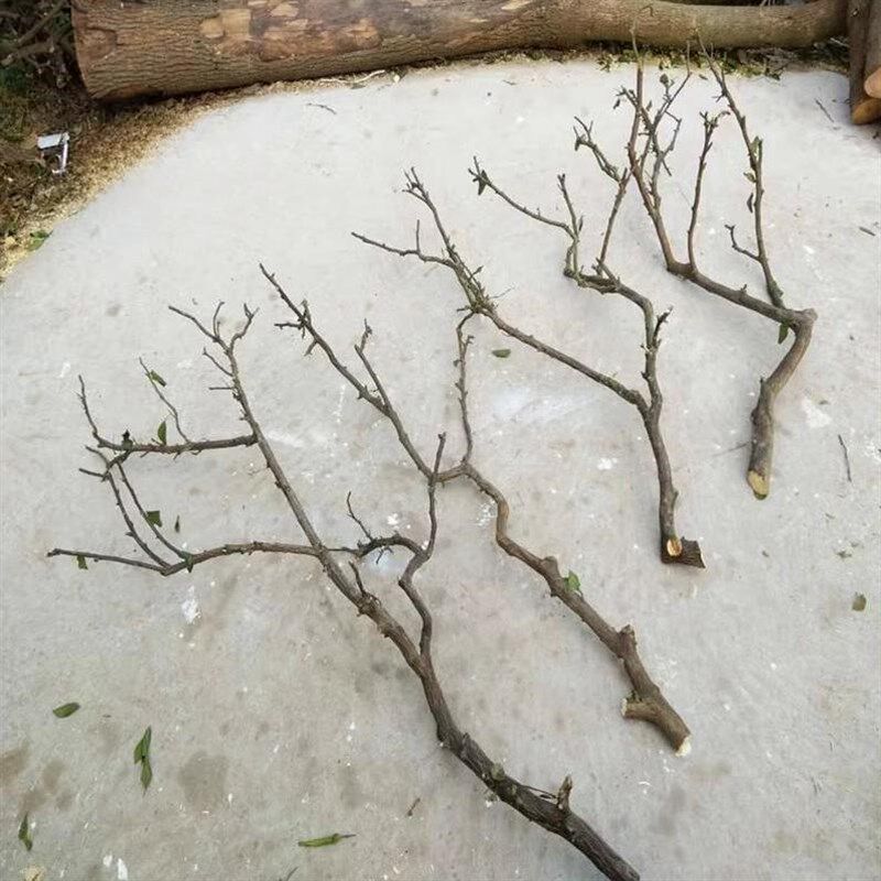 干树枝去皮原木树干枯树枝带分枝带杈树枝室内挂灯干花插花瓶装饰